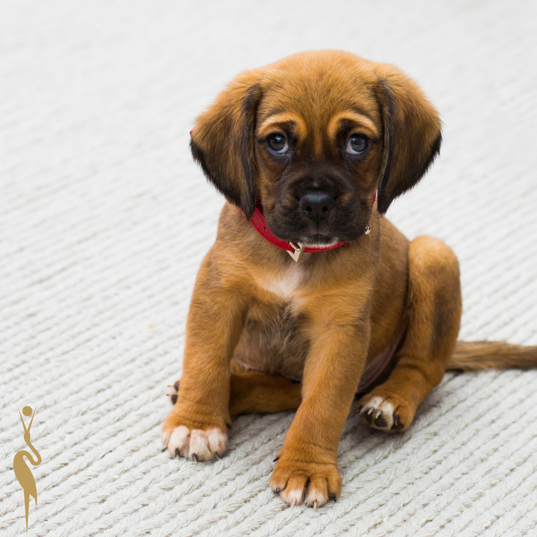 Sme dog friendly hotel v Tatrách